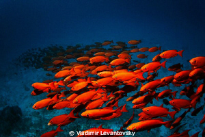 Red snappers' band - a shoal of red snappers stretched in... by Vladimir Levantovsky 
